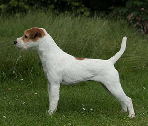 We offer show-quality, performance prospects and companion puppies. . Working parson russell terrier